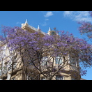 Jacaranda hatten wir bereits in Adelaide kennengelernt